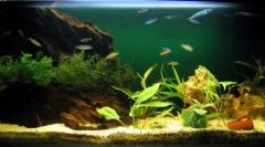 Aquarium kompresszorok fajtái