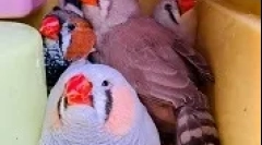 Amadin tenyésztés otthon