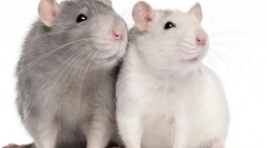 Patkány tenyésztés otthon