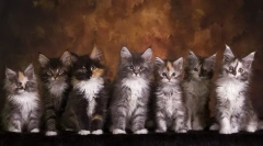 Maine coon hónapok, súly és méret a táblázatban