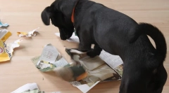 Oktatási játékok a kutyák számára