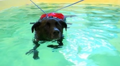 A kutyák és macskák rehabilitációja