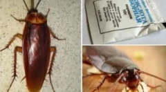 Receptek bórsavval a csótányokból