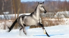 Ritka és szokatlan tulajdonosok lovak (10 fotók)