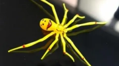 Ritka és szokatlan pókok