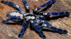 Ritka pókok: 10 legszokatlanabb faj