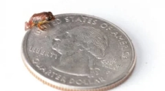 Ritka kétéltűek, akik újra megnyitották (12 fotók)