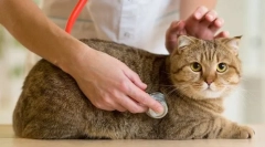 A macska rendszeres ellenőrzése