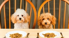 Leeresztő takarmány értékelés: a takarmány kiválasztása a nagy és kis sziklákhoz