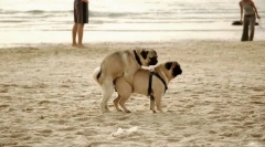 Reprodukciós (szex) rendszer