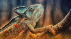 Hüllő. Épület és jellemzők