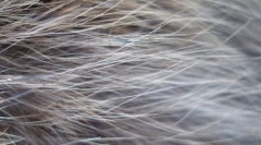 Ábra a macska gyapjúján