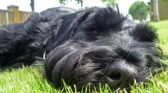 Risenshnauzer: a fajta leírása, az ellátás és a karbantartás sajátosságai