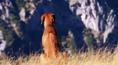Rhodesian ridgeback (fotó): lustful hunter és bold watchman