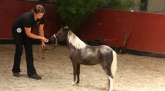 Ló növekedés és súly