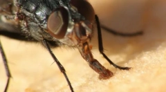 Rota készülék rovarok