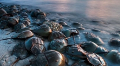 Dinoszaurusz szegecsek: 10 ősi állatok, amelyeket ezen a napon megőriztek