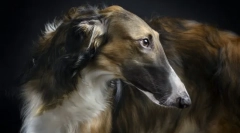 Orosz borzya (fotók): elegáns arisztokrata és heves vadász