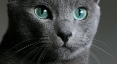 Orosz blue cat (fotók): korlátozott szépség zöld szemekkel