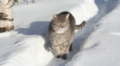 Orosz fajták macskák