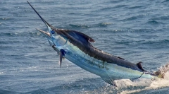 Hal-kard - az egyik leggyorsabb hal a világon