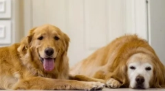 Ginger-shameless: top 15 piros kutyafajták