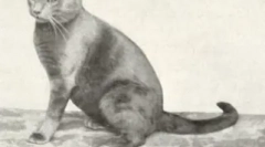 Vörös britek: plüss napelemek