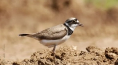 Rzhanko alakú. Madarak leválása