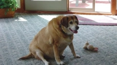 Cukor cukorbetegség a kutyáknál: tünetek és kezelés, mint a kisállat etetése