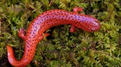 Salamander (fotó): miniatűr sárkány gazdag történelemmel