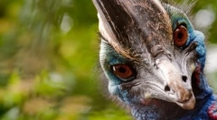 A legkedvezőbb madár