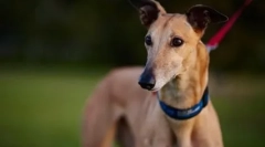 A leggyorsabb kutya a világon