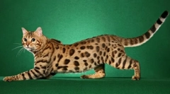 A legdrágább macskák fajtája (fotó): arany purr