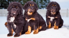 A legdrágább kutyák fajtája a világon: értékes kedvencek