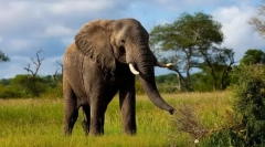 A legnagyobb talajállat