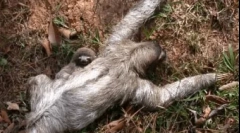 A világ leginkább lusta állatja