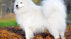 Samoyed laika (fotó) - hűséges barát és pozitív energia díj