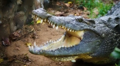 A világ leginkább agresszív állata