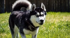 A világ leginkább aktív fajtái