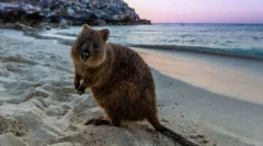 A világ leginkább ártalmatlan állatok