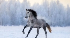 A lovak leggyorsabb fajtái