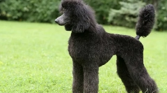 A kutyák leggyorsabb fajtái