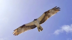 A leggyorsabb madarak a világon