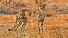 A világ leggyorsabb állatok