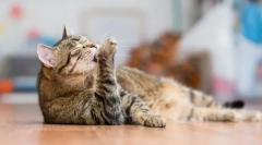 A legtisztább állatok