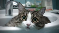 A macskák leginkább és kedves fajtái