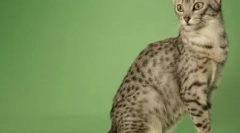 A macskák legdélebb életfajta