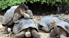 A legtöbb hosszú élettartam a világon