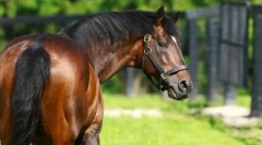 A világ legdrágább lovak