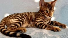 A macskák legdrágább fajtái